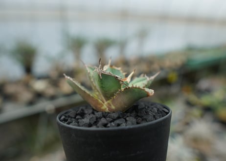 アガベ　チタノタ　FO-76　agave titanota FO-76 No.2