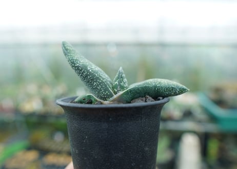 ガステリア　エクセルサ　Gasteria excelsa