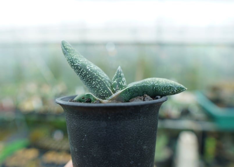 ガステリア エクセルサ 大株 6号菊鉢 ② ガステリア エクセルサ Gasteria excelsa | mana's farm:塊根植物