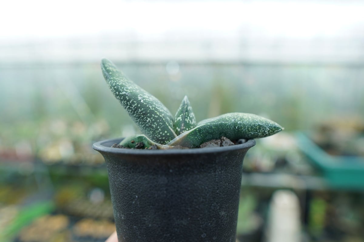 ガステリア エクセルサ Gasteria excelsa | mana's farm:塊根植物