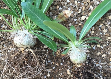 パキポディウム デンシカウレ 恵比寿大黒　Pachypodium densicaule  №1