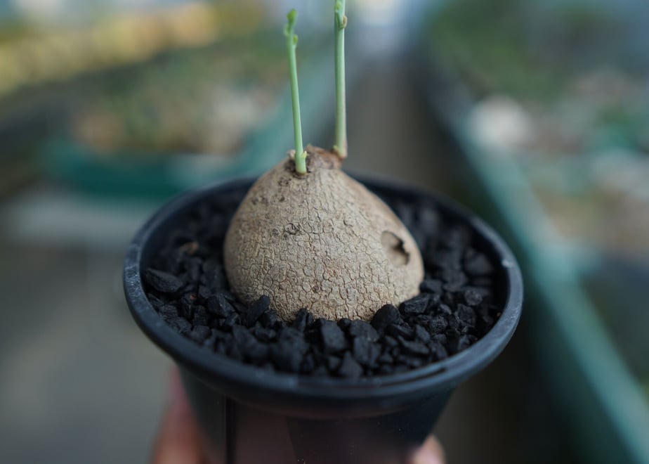 64ce0e78c994300030d0bc77