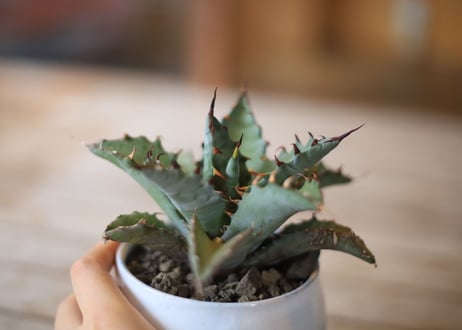 アガベ　ハイブリット　（チタノタ×マルガリータ）　Agave hybrid (titanota x margaritae)