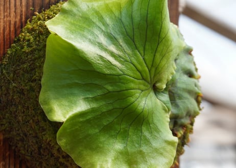 ビカクシダ  P. coronarium (spore)