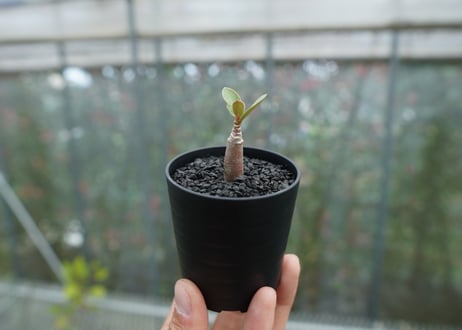 アデニウム　Adenium  No.6