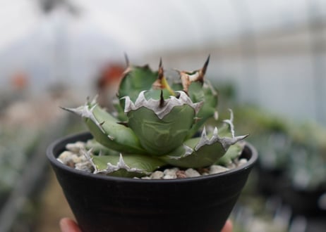 Agave titanota dwarf 姫厳龍 A NO.2