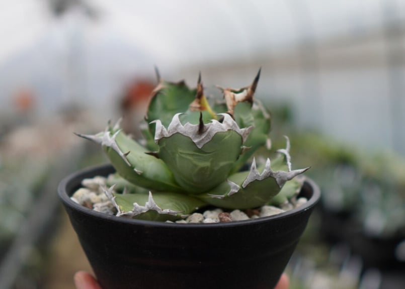 Agave titanota dwarf 姫厳龍 A NO.2 | mana's farm:塊
