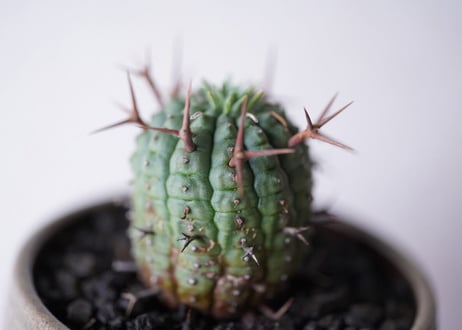 Euphorbia stellispina