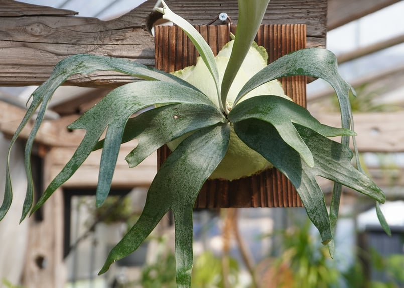 ビカクシダ　P.bifurcatum old type 　希少株　株分け品 ビカクシダ P. bifurcatum sp.white (TC) | mana's far