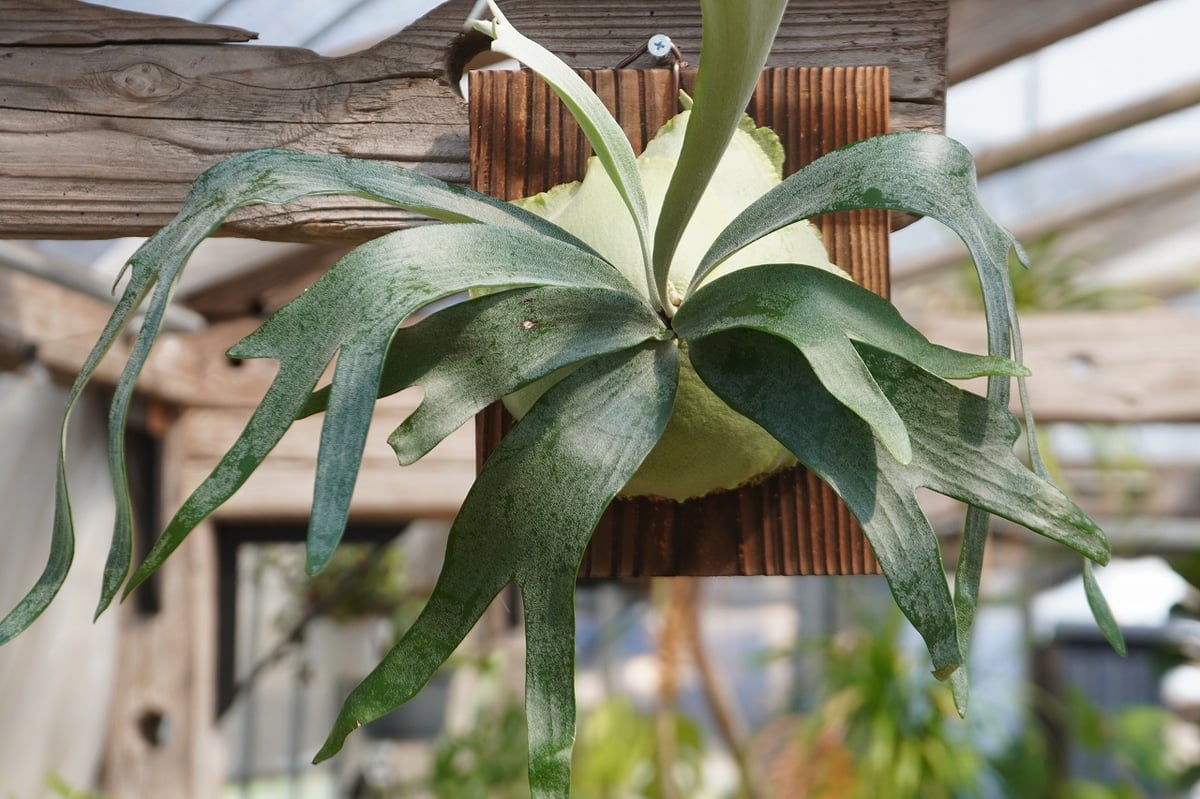 ビカクシダ P. bifurcatum sp.white (TC) | mana's far