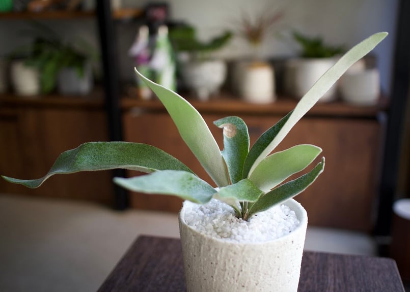 yuu　ビカクシダ ビーチーシルバー　壁掛け用 観葉植物 ビカクシダ ビーチー シルバーフロンド ベイチー ヴィーチー P