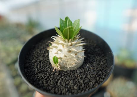 パキポディウム　恵比寿大黒　Pachypodium Densicaule　No.8