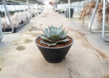 Agave parryi var. truncata