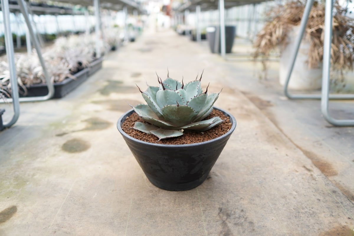 Agave parryi var. truncata | mana's farm:塊根植物・ア