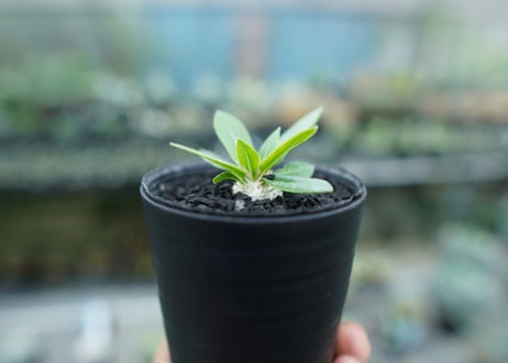 パキポディウム　恵比寿笑い　Pachypodium brevicaule　No.7