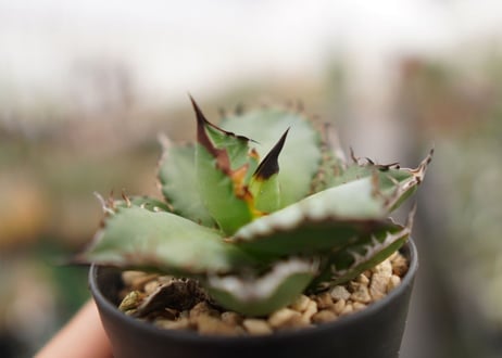 Agave titanota ” Black flame"