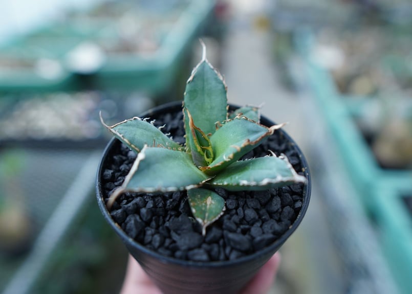 AGAVE TITANOTA FO-76 実生株 アガベ チタノタ FO-76 Agave titanota ”FO-76