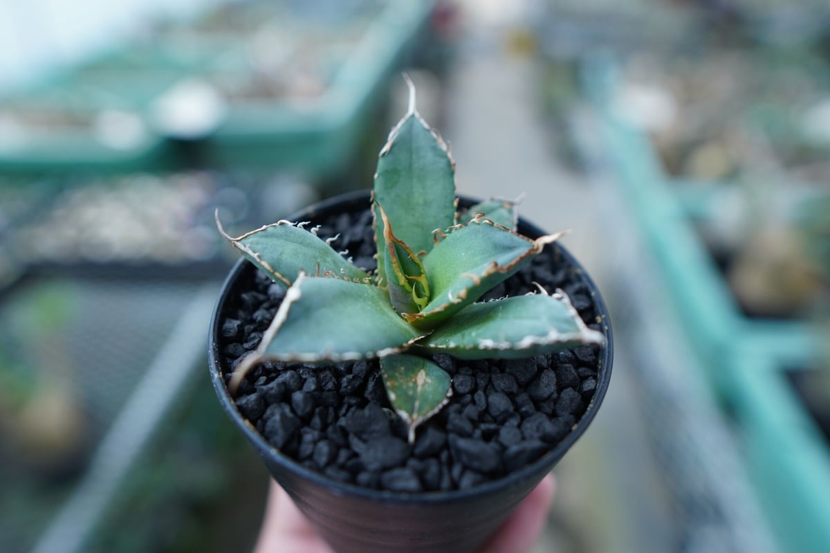 アガベ チタノタ FO-76 Agave titanota FO-76 No.20 | ma