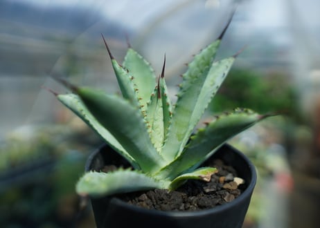 アガベ　マクロアカンサ×ポタトラム　 Agave macroacantha×potatorum