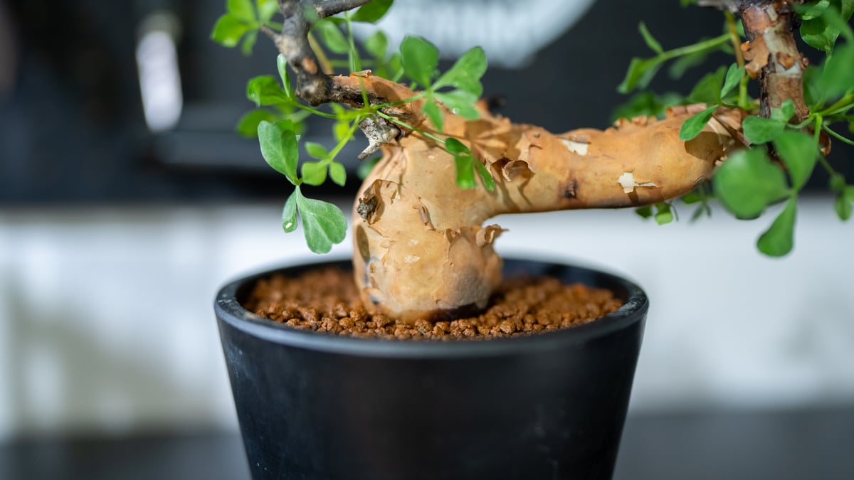 コミュフォラ　カタフ＆valiem コミフォラ カタフ | mana's farm:塊根植物・アガベ・ドライ