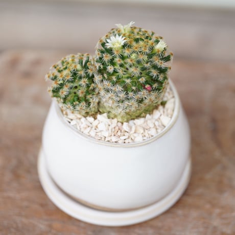 Mammillaria schiedeana