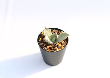 Agave 兜蟹錦 　№６