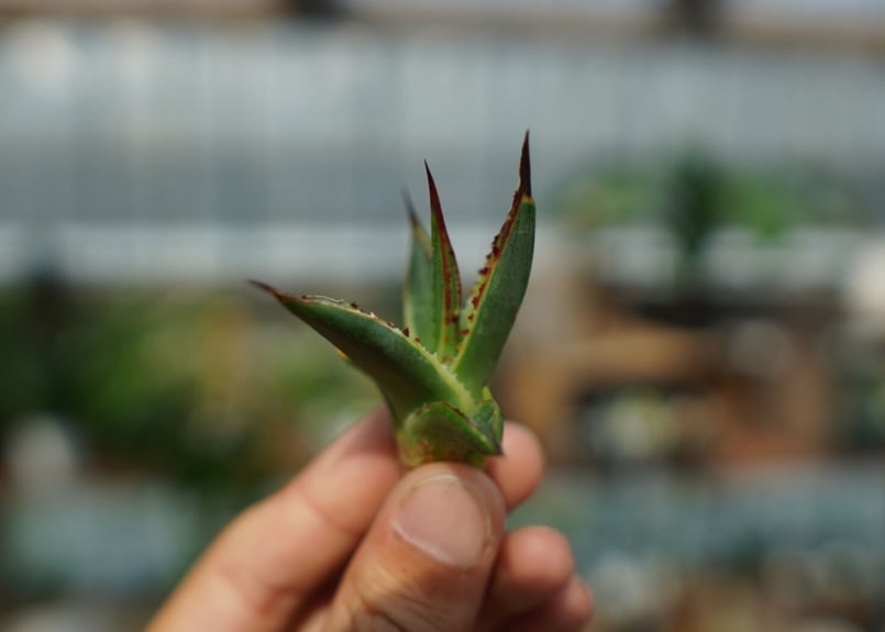 アガベ サングロー Agave Sun Glow No.1 | mana's farm:塊根