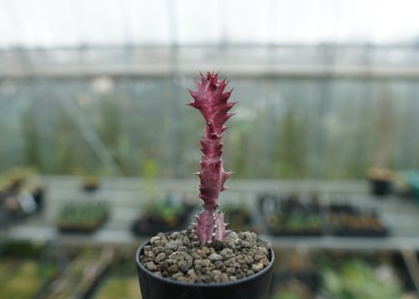ユーフォルビア　紅彩雲閣　Euphorbia trigona f. rubra　No.2