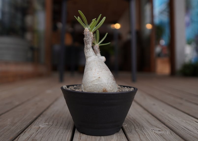 パキポディウム グラキリス Pachypodium Gracilius | mana's f