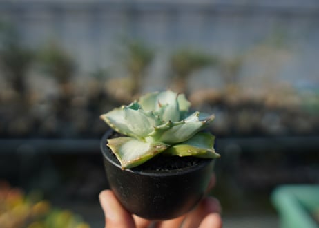 アガベ　王妃雷神錦　Agave　“Ohi Raijin Nishiki ”