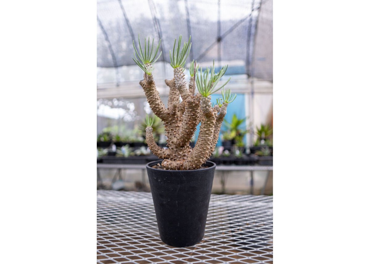 チレコドン ワリチー 現地株 チレコドン ワリチー 現地株