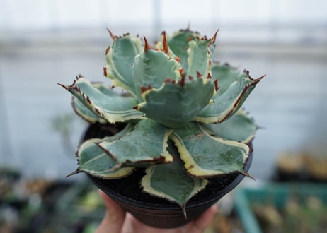 アガベ　兜蟹錦　連棘　Agave isthmensis “Kabutogani” variegata
