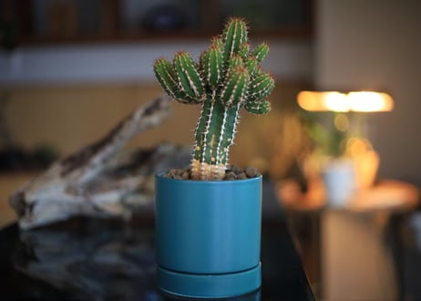 ユーフォルビア　 大正キリン  Euphorbia echinus