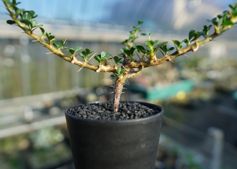 サルコカウロン バンデリエティアエ Sarcocaulon vanderietiae