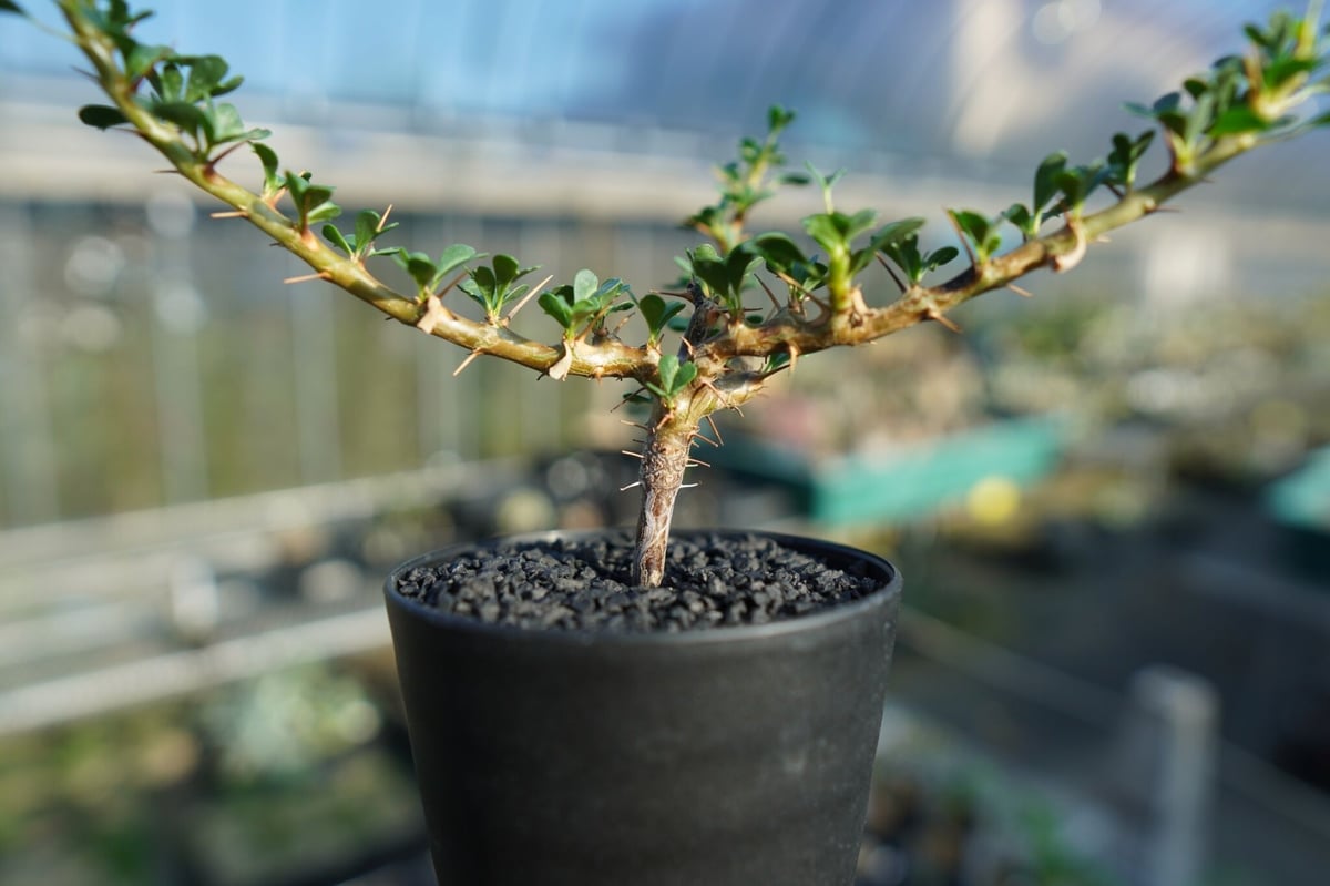 サルコカウロン バンデリエティアエ Sarcocaulon vanderietiae サルコカウロン バンデリエティアエ Sarcocaulon vanderietiae