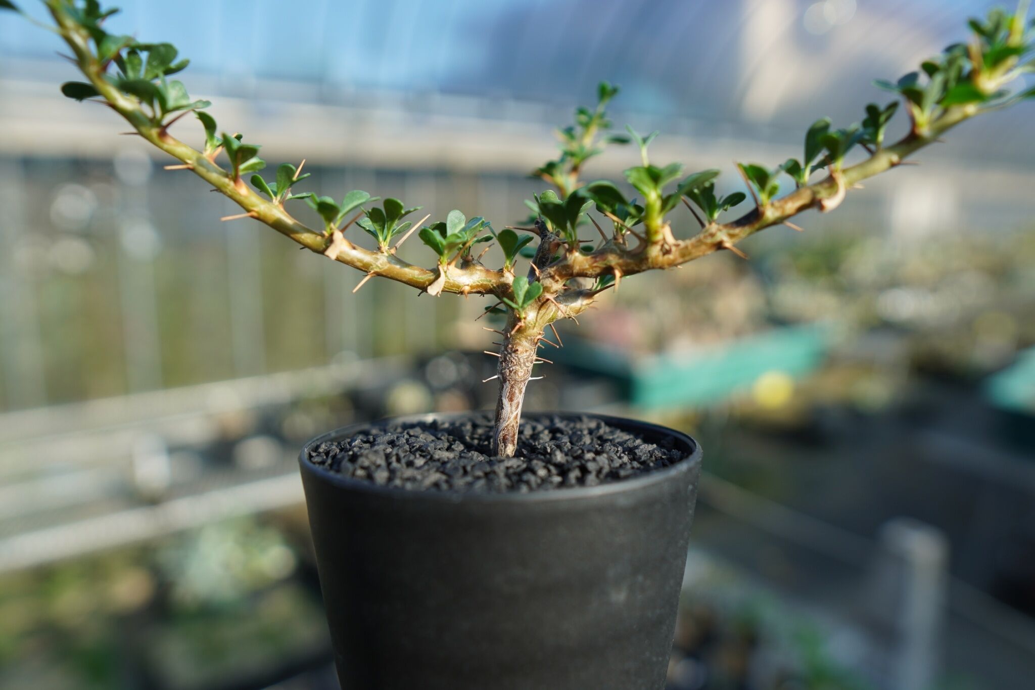 サルコカウロン バンデリエティアエ Sarcocaulon vanderietiae | ma
