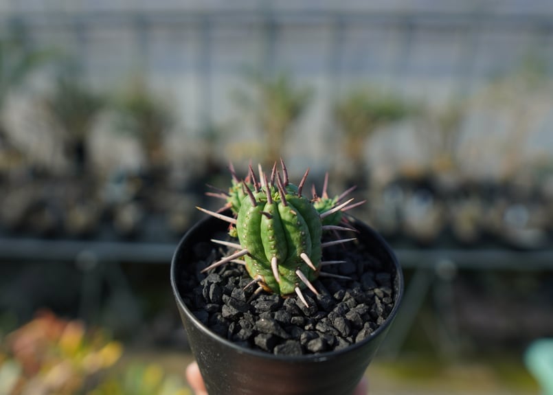ユーフォルビア フェロックス Euphorbia ferox | mana's farm