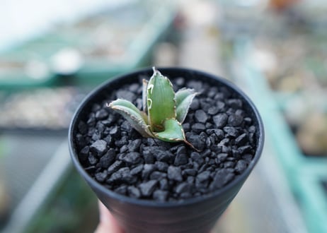 アガベ　チタノタ　FO-76　Agave titanota  FO-76　No.29