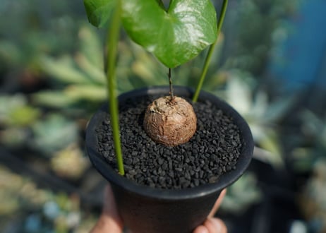 亀甲竜　Dioscorea elephantipes No.9