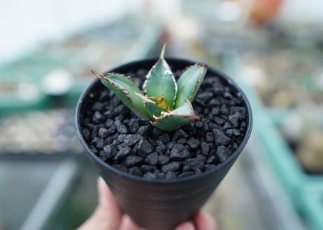 アガベ　チタノタ　FO-76　Agave titanota  FO-76　No.4