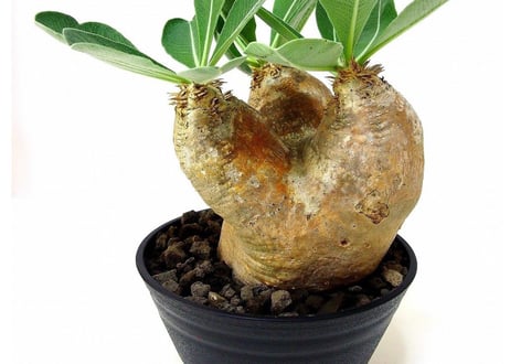 Pachypodium eburneum 　パキポディウム エブレネウム №2