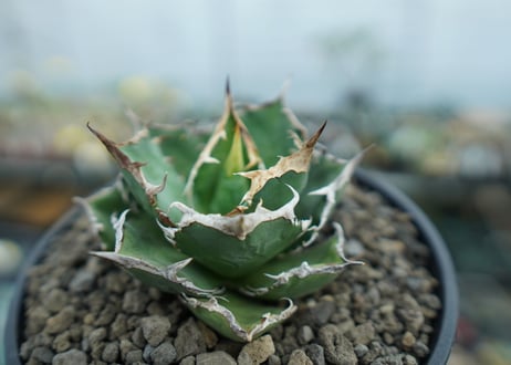 アガベ　チタノタ　 FO-76 　Agave titanota FO-76  No.1