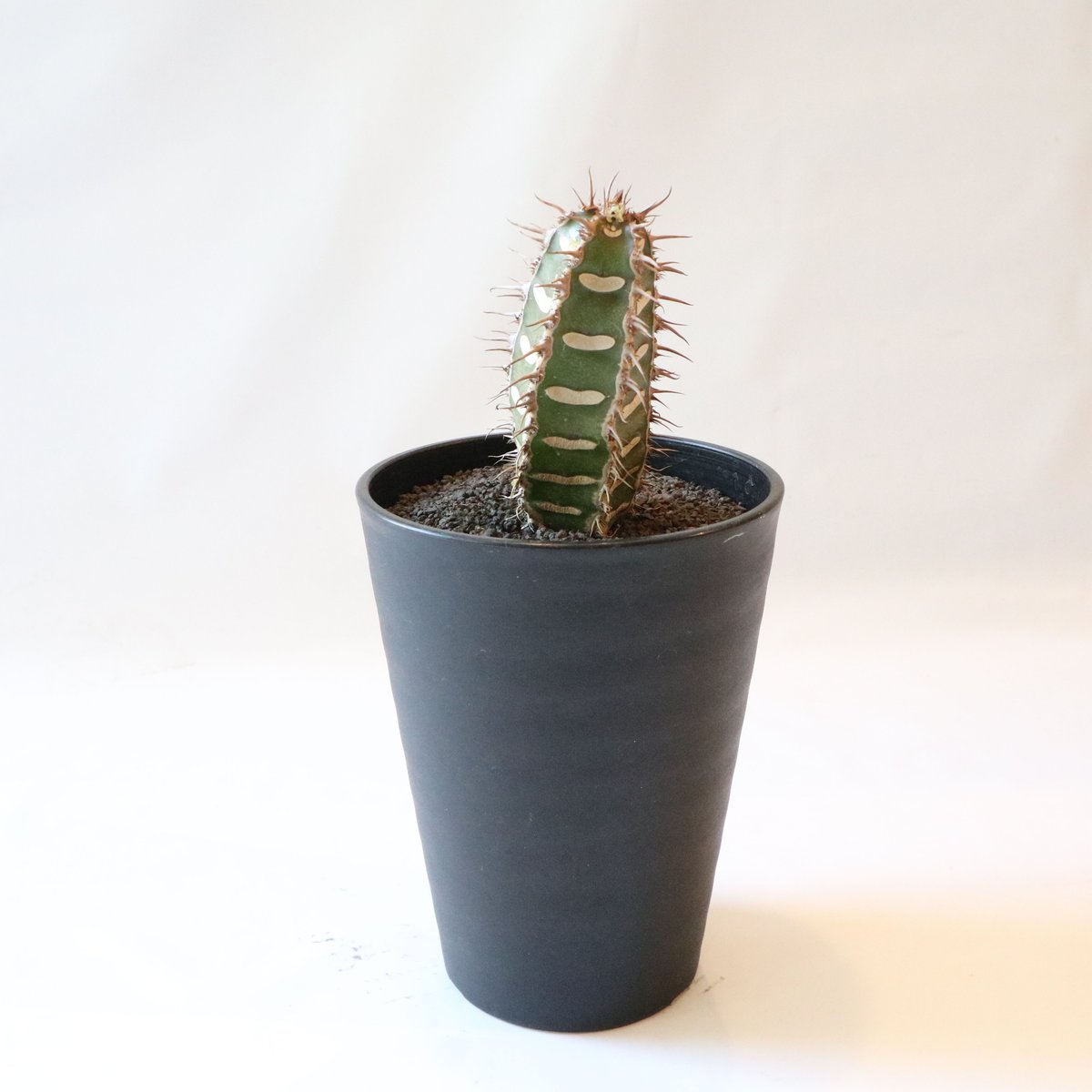 ユーフォルビア ビグエリー | mana's farm:塊根植物・アガベ・ドライ