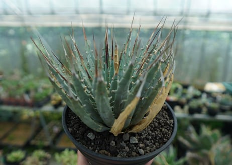 アガベ　ユタエンシス　Agave uthaensis　No.7