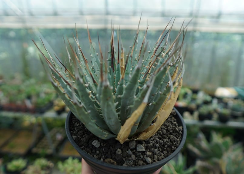 アガベ ユタエンシス Agave uthaensis No.7 | mana's green: アガベ ユタエンシス Agave uthaensis No.7 | mana's green: