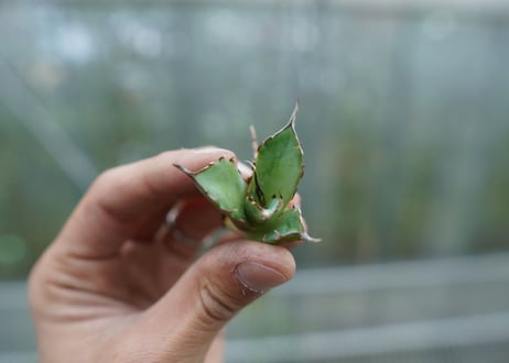 【抜き苗】アガベ　チタノタ　MH01　Agave titanota MH01