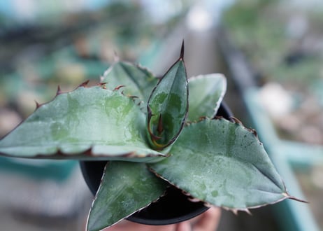 アガベ　チタノタ　ブルー　Agave Titanota Blue　No.3