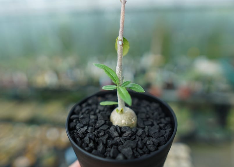 フォッケア エデュリス Fockea edulis | mana's farm:塊根植物・アガ