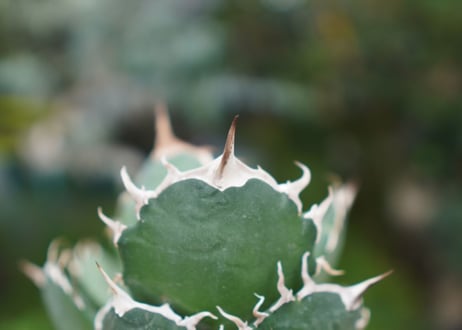 Agave titanota 白鯨 B NO.9