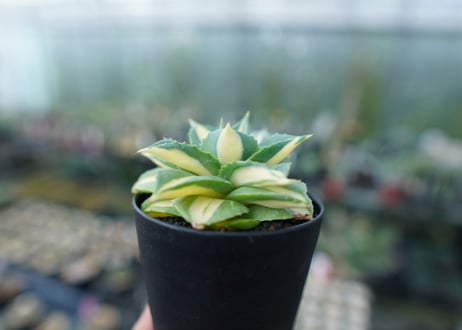 アガベ　王妃雷神錦　黄中斑　Agave　“Ohi Raijin Nishiki Kinakahu”